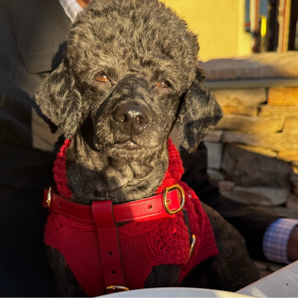 Meet your Posher, Cecilia